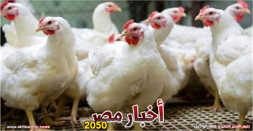 الدواجن