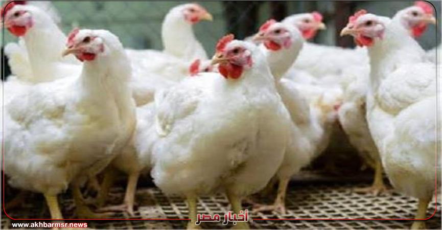 سعر الدواجن البيضاء