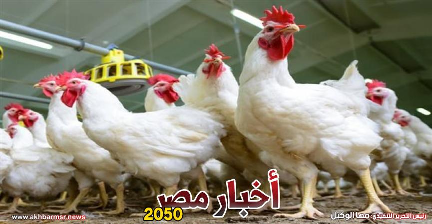 أسعار الدواجن اليوم