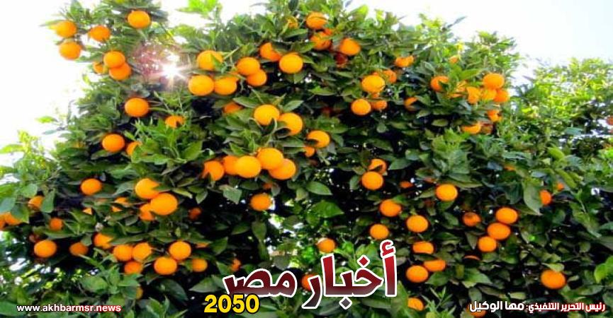 البرتقال