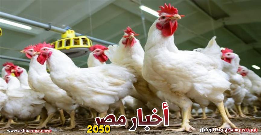 أسعار الدواجن اليوم