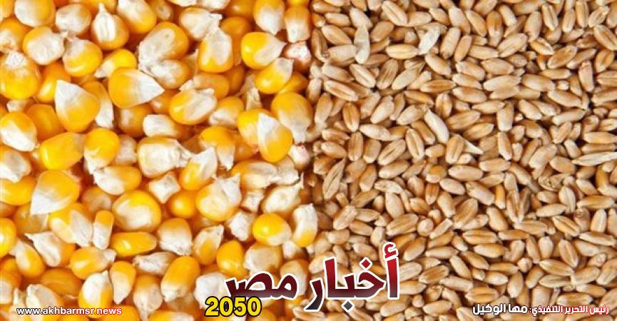 عالميا اسعار القمح تغيرات المناخ..