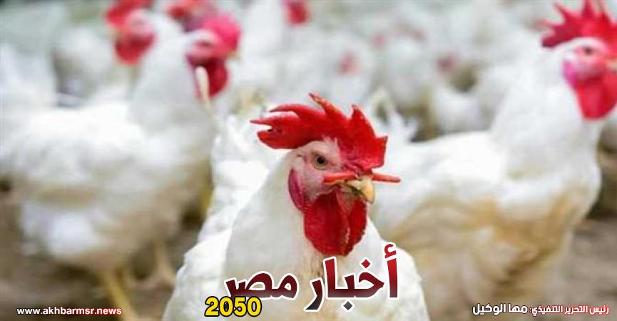 أخبار مصر 2050