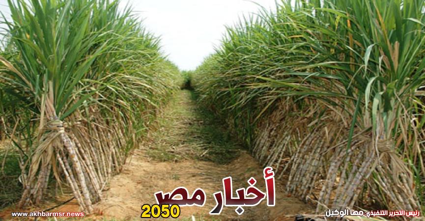قصب السكر