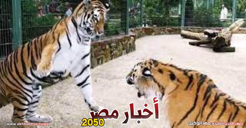 نقل نمرين من أوكرانيا