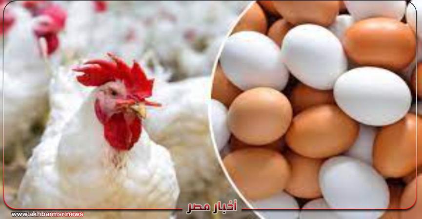 سعر الدواجن البيضاء