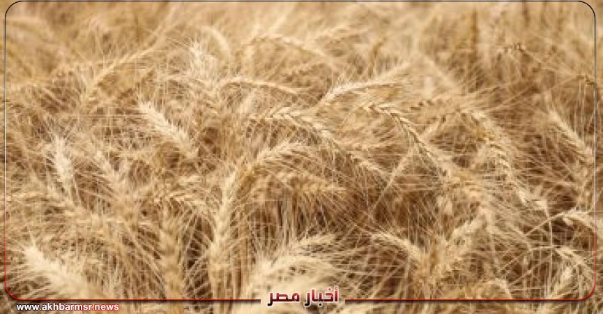 القمح