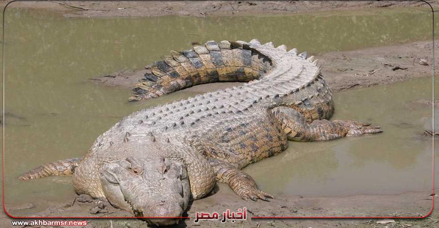 تمساح