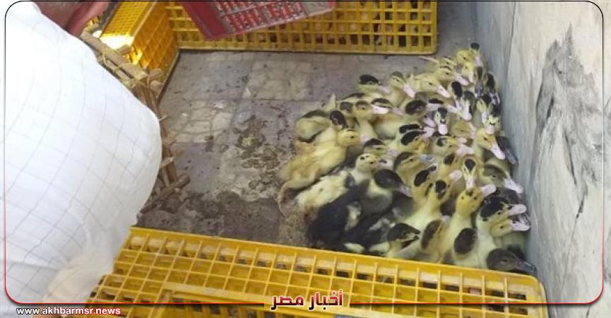 محافظات مشروع توزيع وتربية البط بالبحيرة