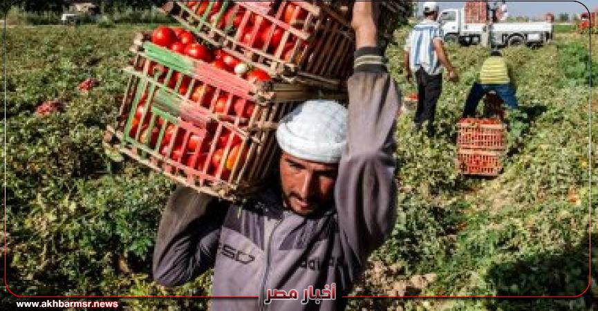 حصاد الطماطم