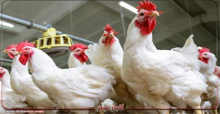 دجاج 