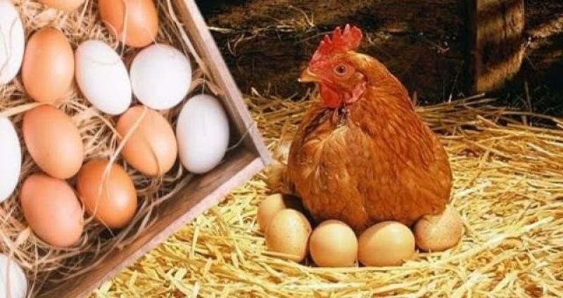 30 مايو 2023.. استقرار أسعار الدواجن.. والبيض يرتفع 3 جنيهات في الأسواق المحلية