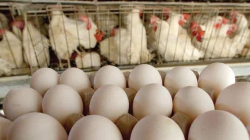 السبت 3 يونيو 2023.. ارتفاعات طفيفة في أسعار الدواجن والبيض بالأسواق المحلية