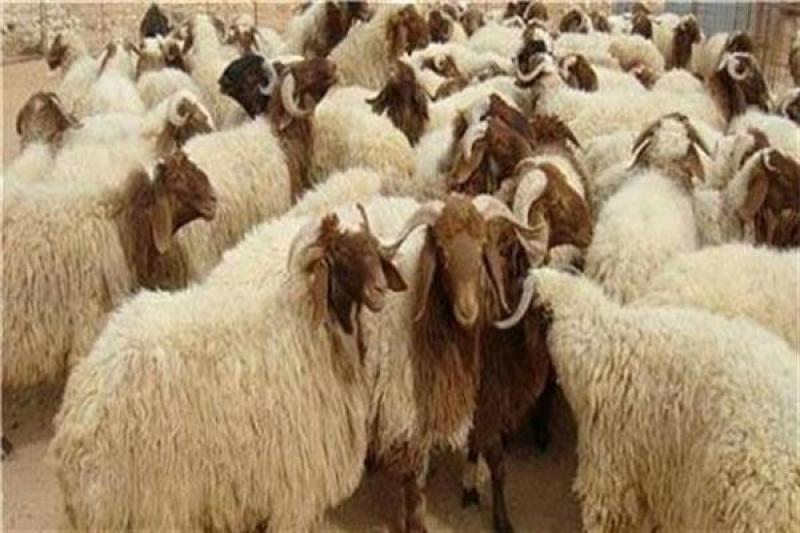استعدادا للعيد.. مصر تستقبل 25 ألف رأس ماشية وضخها بالمنافذ بأسعار مناسبة