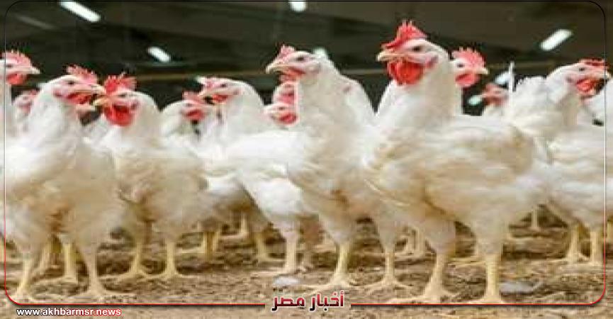 أخبار مصر 2050