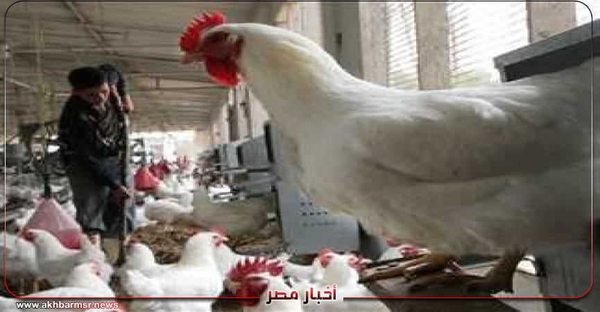 أخبار مصر 2050