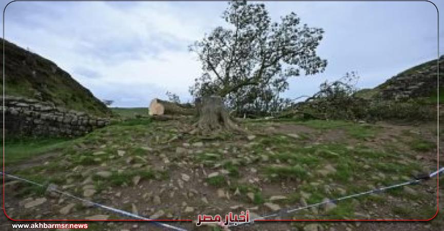 الشجرة المقطوعة