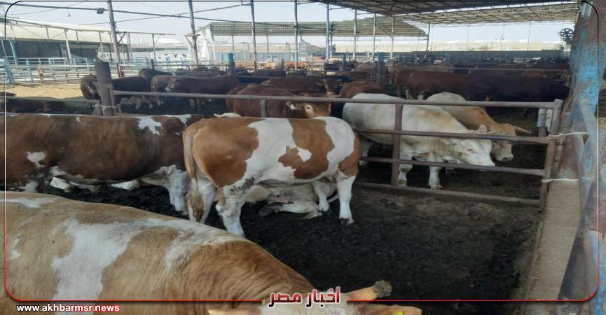 اضاحي-عيد الاضحي