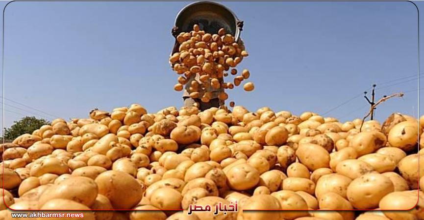 بطاطس