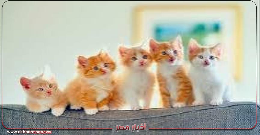 أخبار مصر 2050