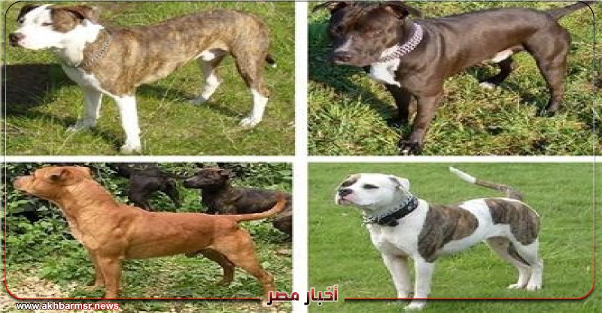أخبار مصر 2050