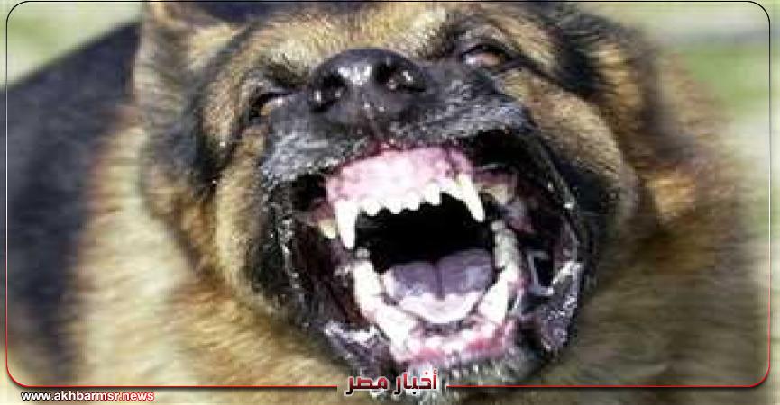 أخبار مصر 2050