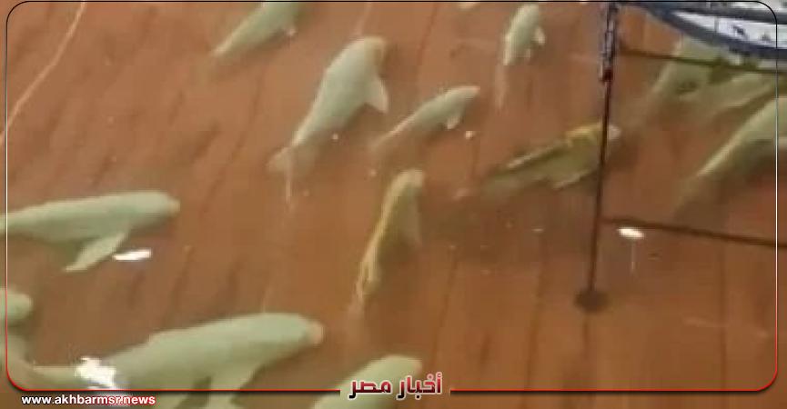 أخبار مصر 2050