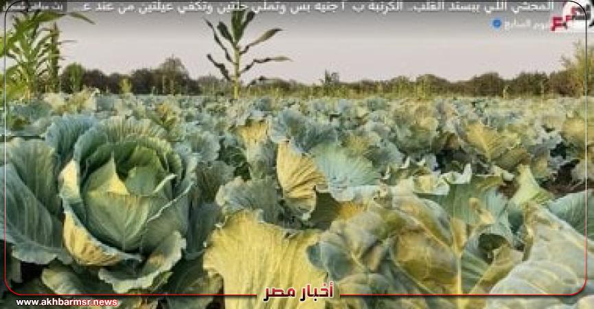 أخبار مصر 2050