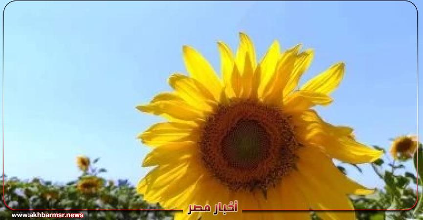 أخبار مصر 2050