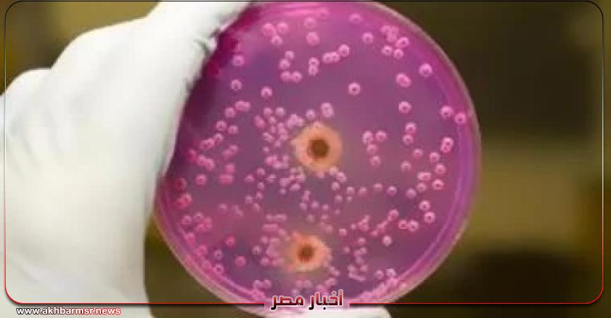 أخبار مصر 2050