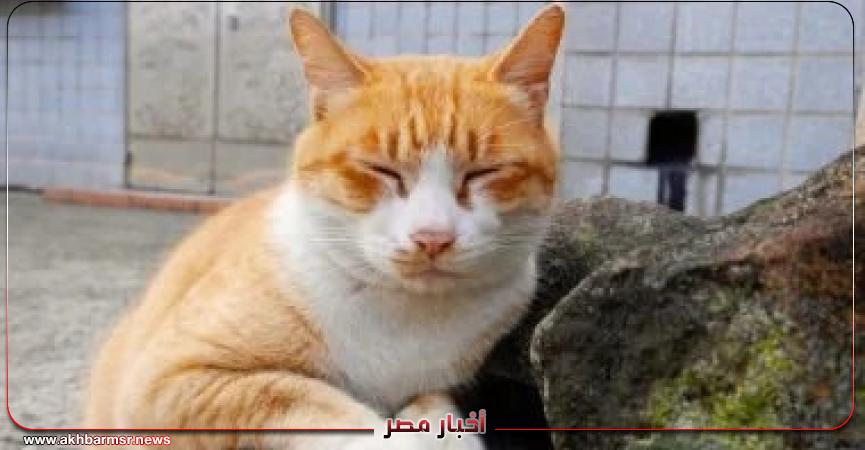 أخبار مصر 2050