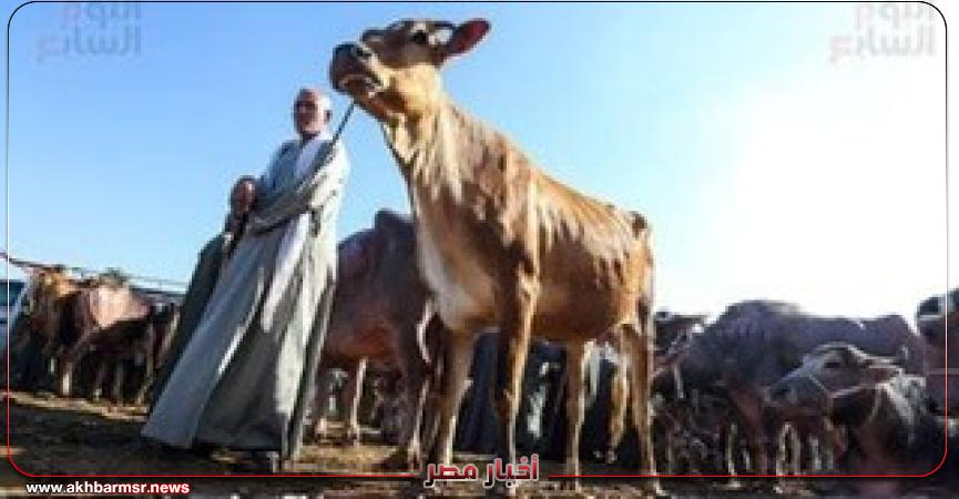 أخبار مصر 2050