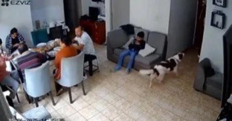 هل تتنبأ بالكوارث؟.. كلاب تحذر عائلة بيروفية قبل وقوع زلزال.