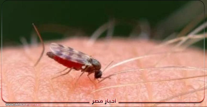 أخبار مصر 2050