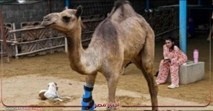 أخبار مصر 2050