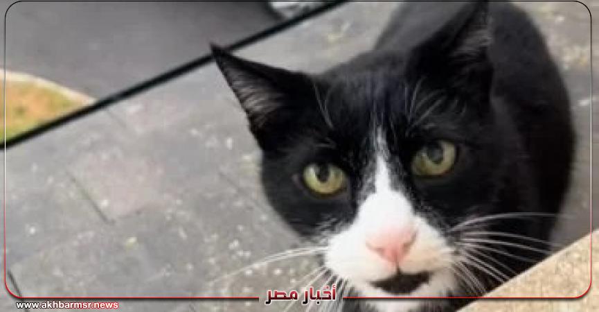 أخبار مصر 2050