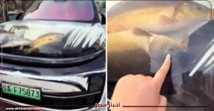 أخبار مصر 2050