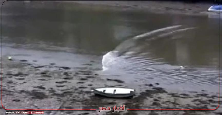أخبار مصر 2050