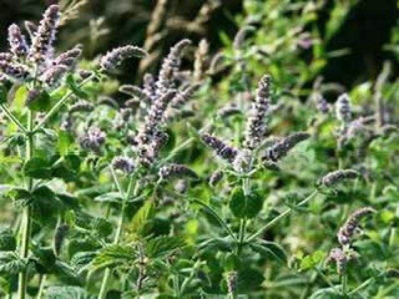علاج طبيعي لـ7 أمراض ويدخل في مستحضرات التجميل.. فوائد واستخدامات النعناع السنبلي