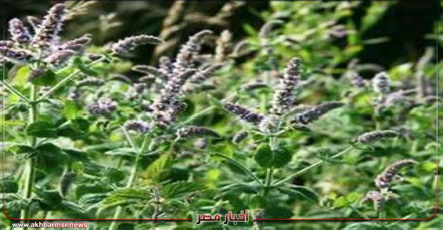 أخبار مصر 2050