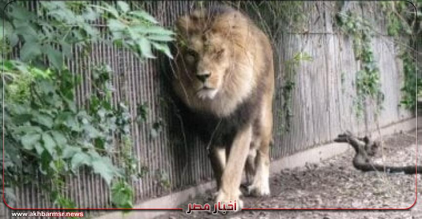 أخبار مصر 2050