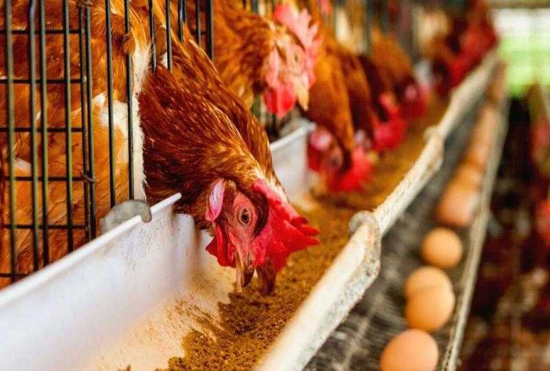 تراجع أسعار الفراخ الحية اليوم في الأسواق المصرية