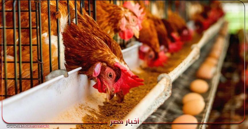 تراجع أسعار الفراخ الحية اليوم في الأسواق المصرية