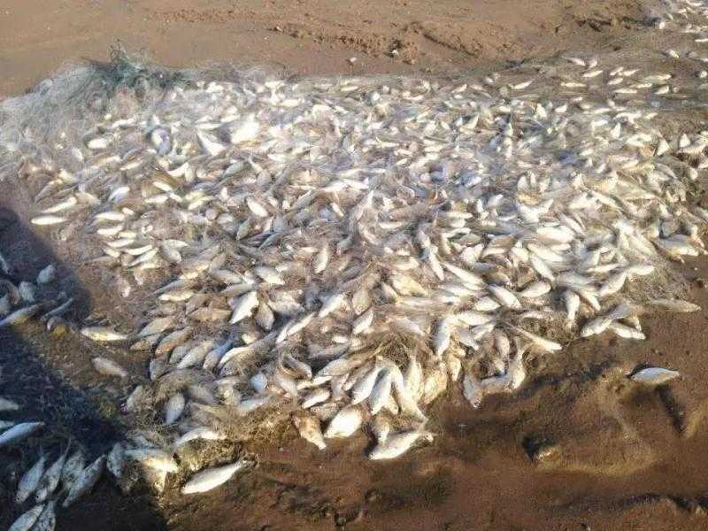 كارثة في بحيرة المنزلة.. موجة حر تفتك بأطنان من الأسماك وتثير ذعر الصيادين          اطرح سؤالك على ChatGPT