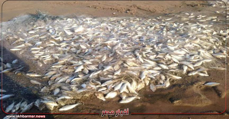 كارثة في بحيرة المنزلة.. موجة حر تفتك بأطنان من الأسماك وتثير ذعر الصيادين          اطرح سؤالك على ChatGPT