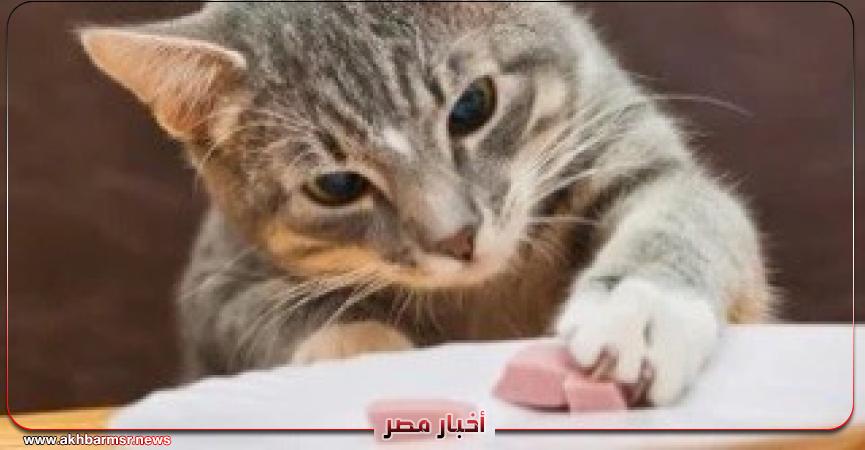 أخبار مصر 2050