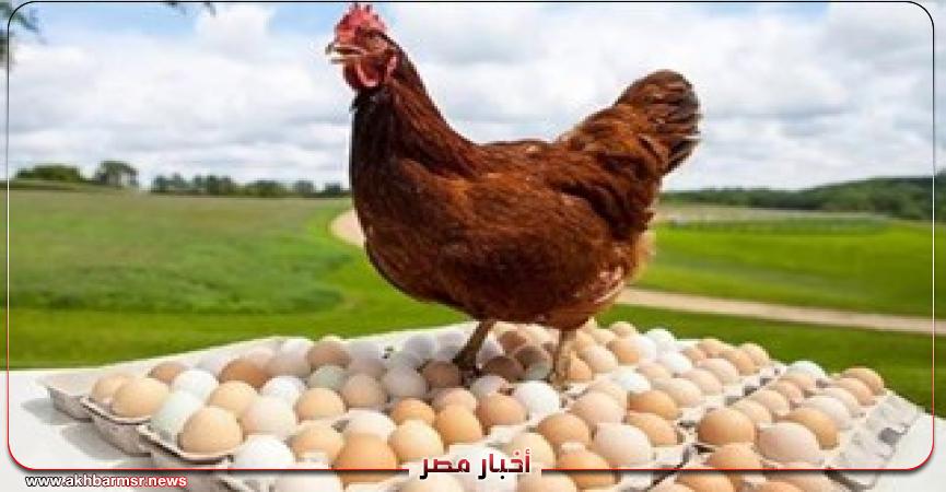 أخبار مصر 2050
