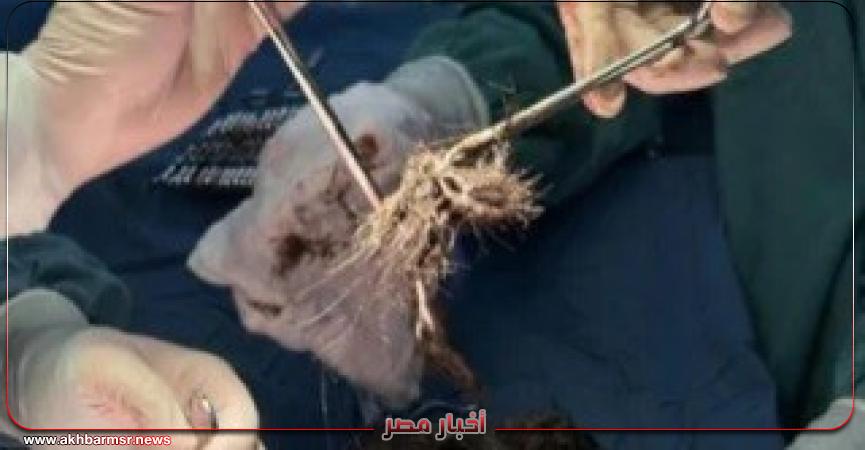 أخبار مصر 2050