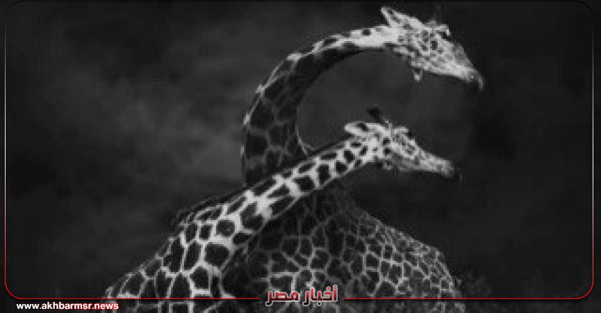 أخبار مصر 2050