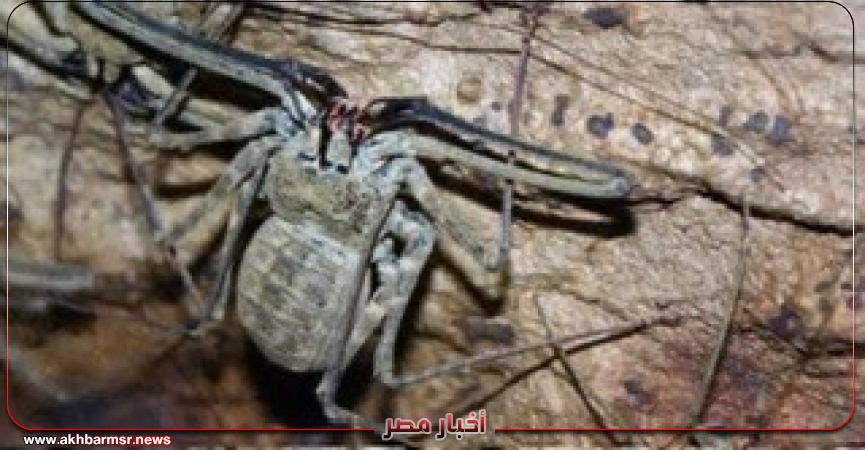أخبار مصر 2050